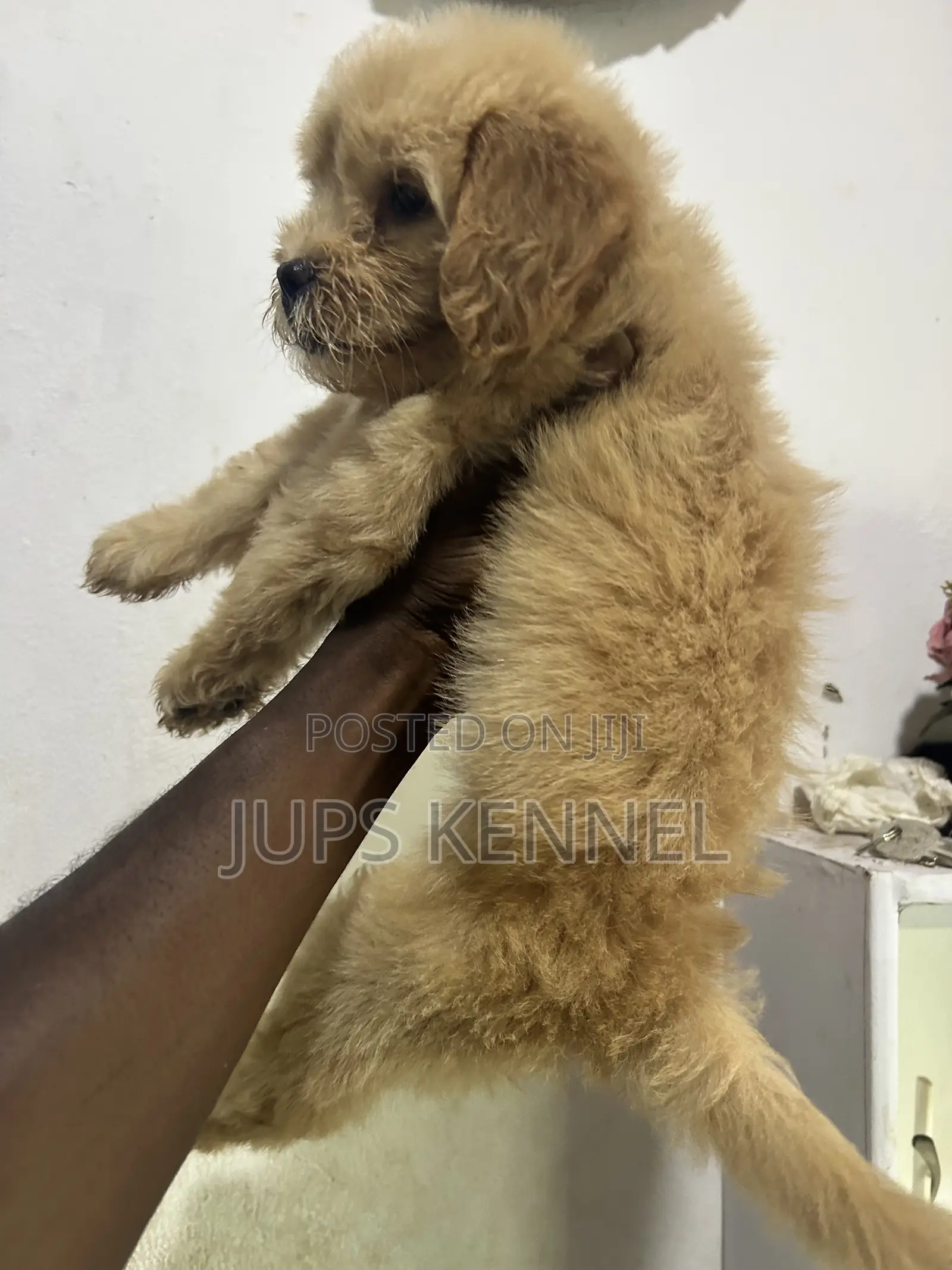 1-3 months Female Purebred Poodle