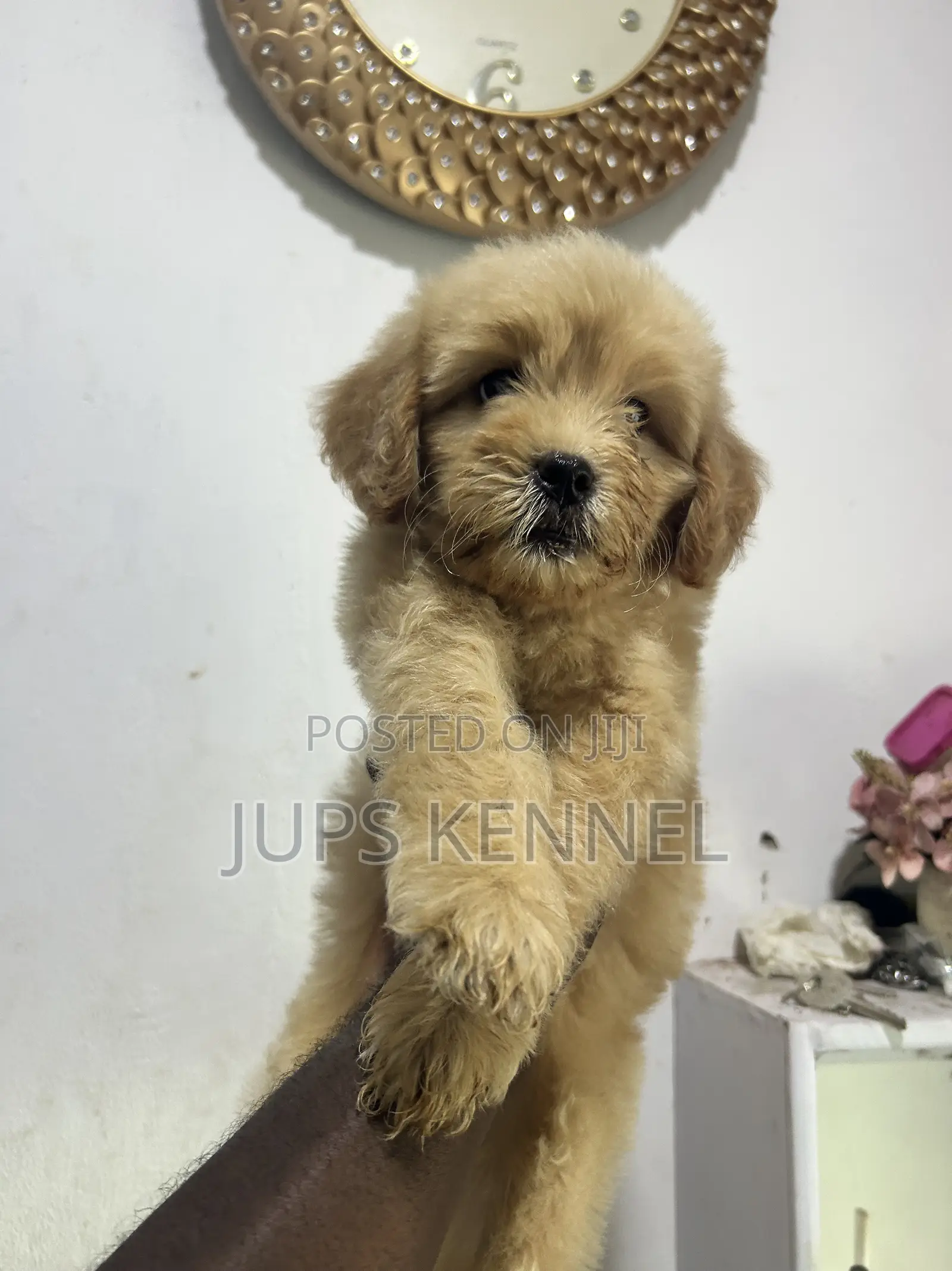 1-3 months Female Purebred Poodle