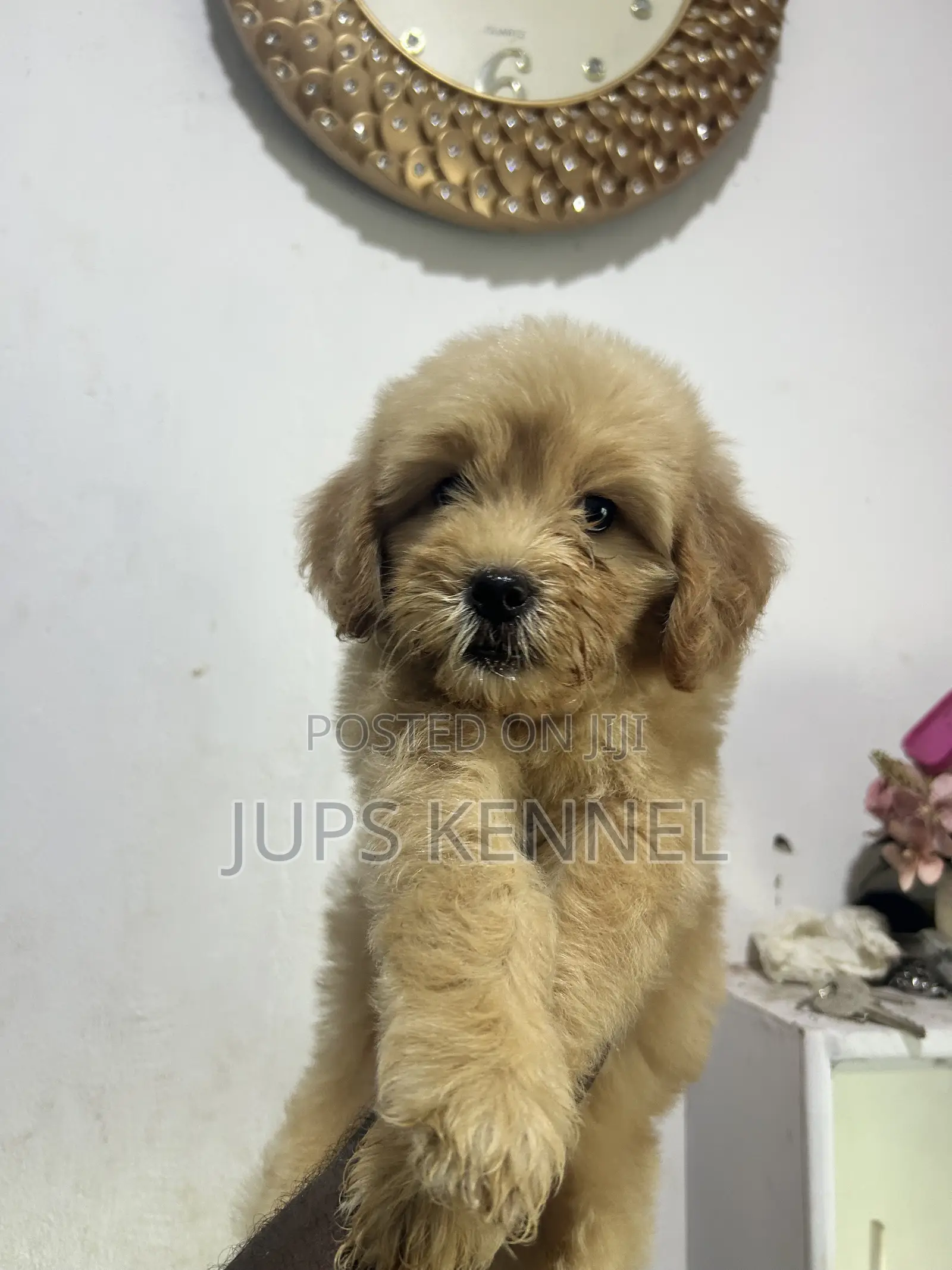 1-3 months Female Purebred Poodle