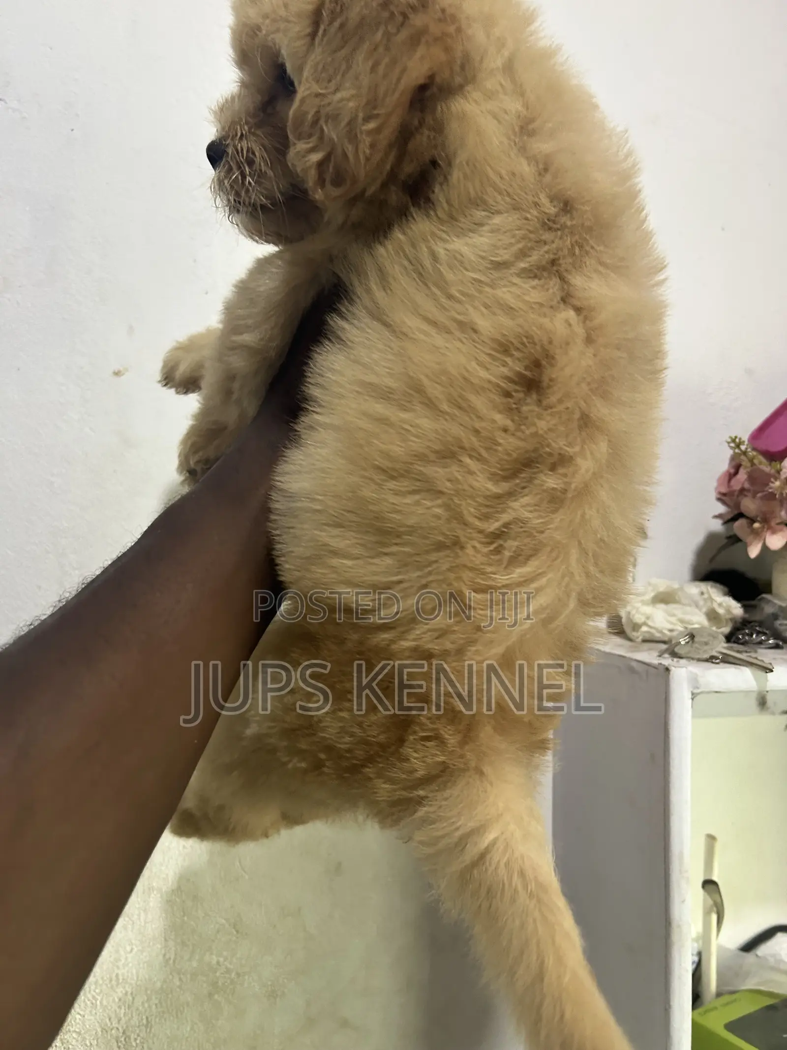 1-3 months Female Purebred Poodle