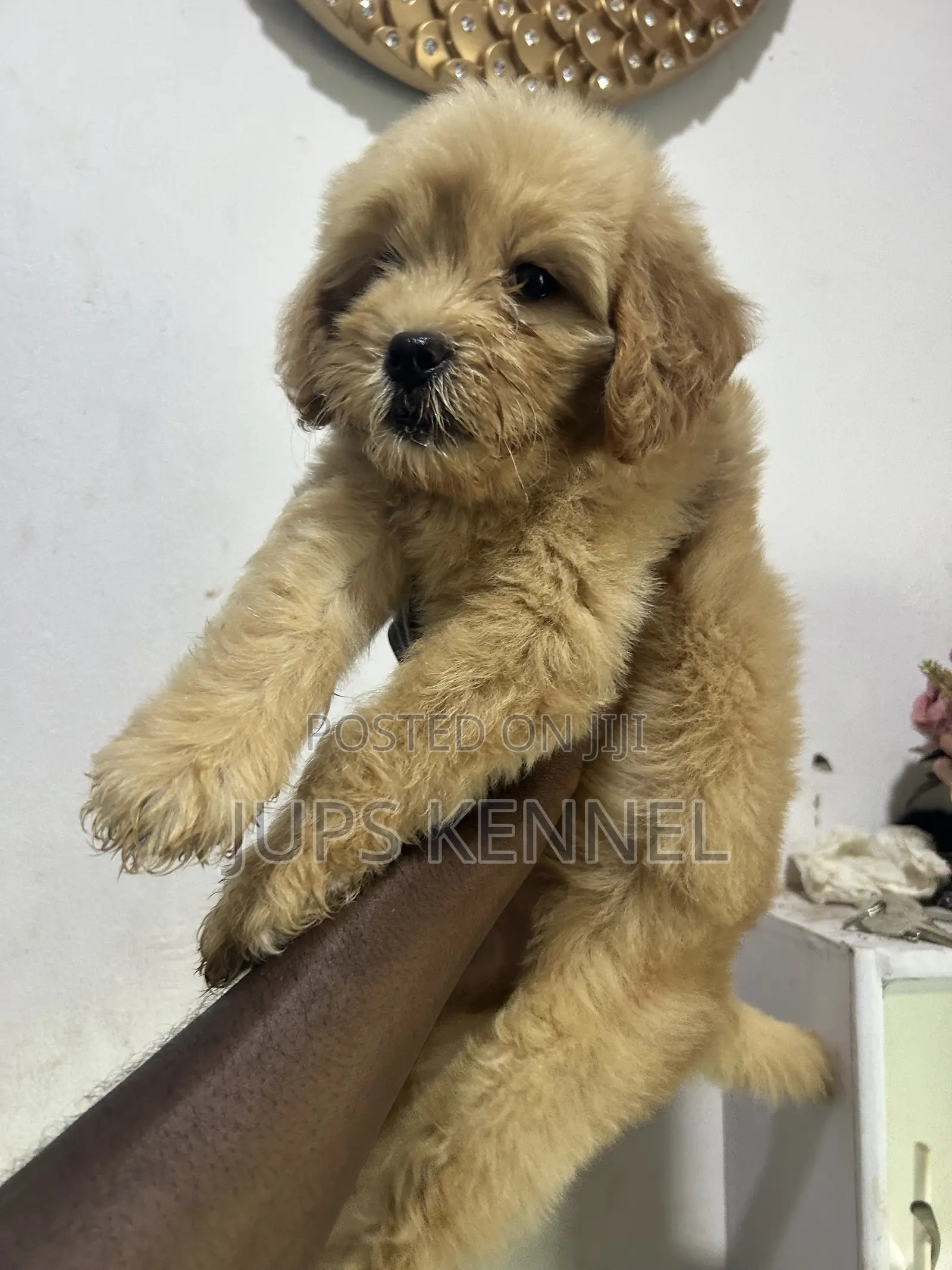 1-3 months Female Purebred Poodle