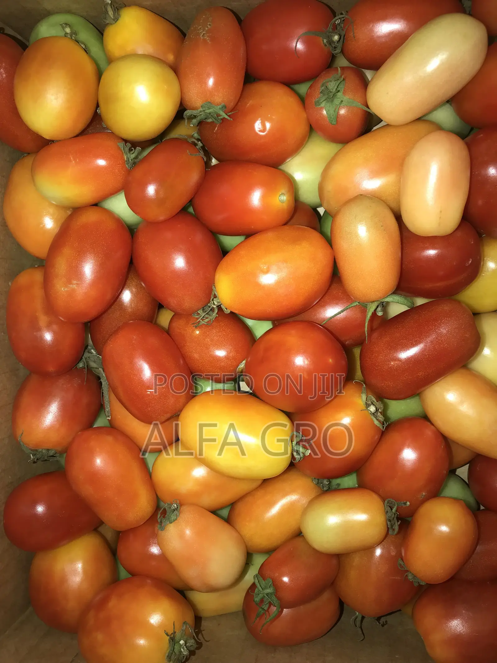 Tomatoes(5kg)