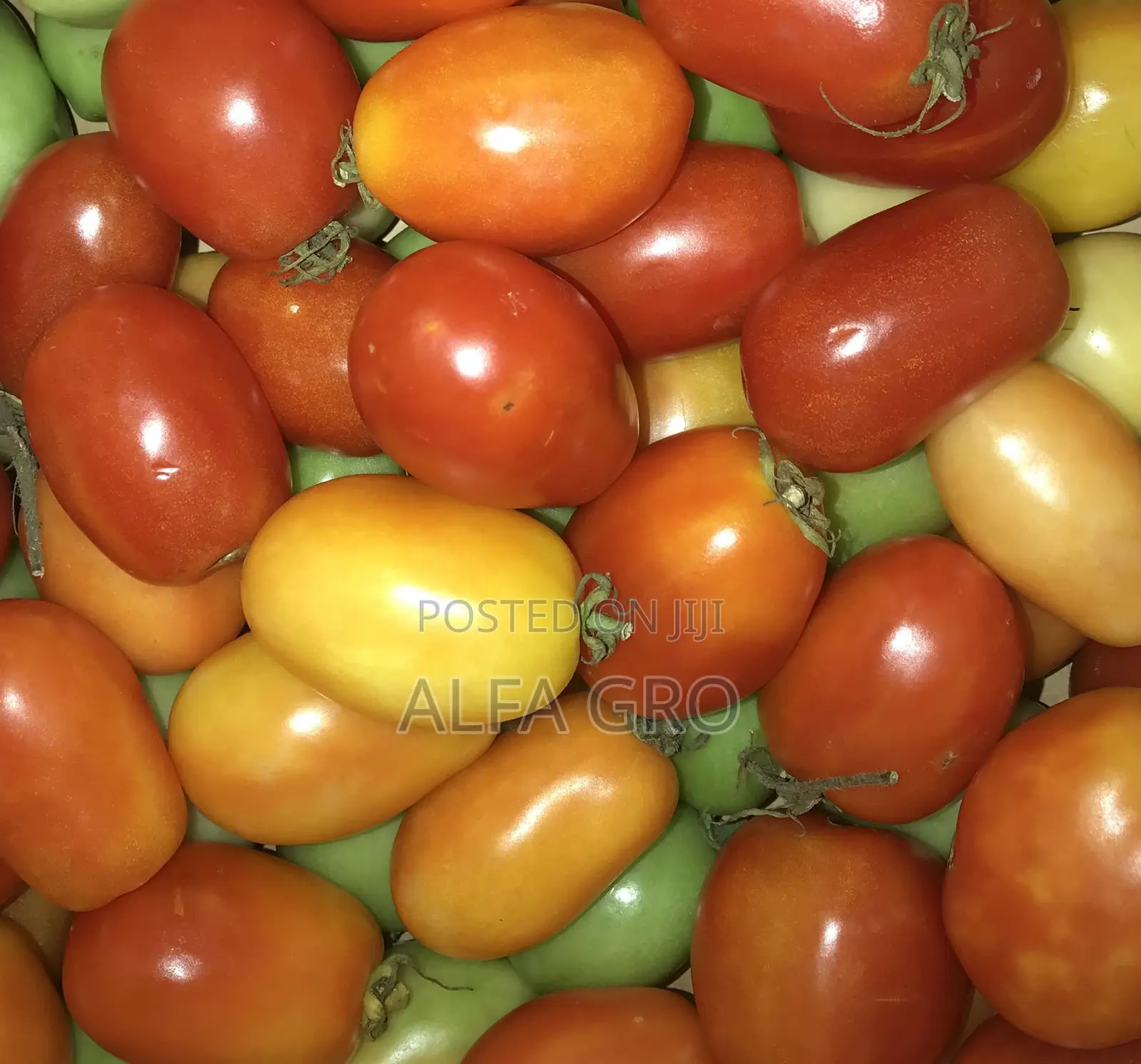 Tomatoes(5kg)