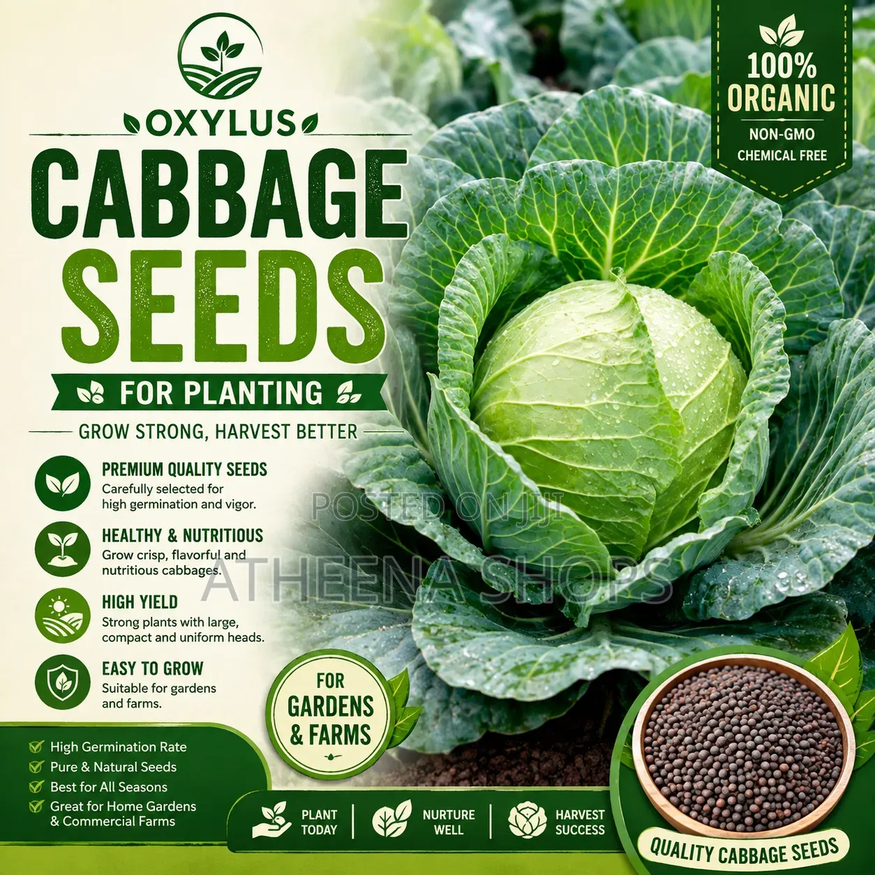 Oxylus Cabbage Seeds F1 (50grams)