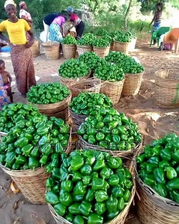 Simbad Bell Pepper Seeds for Farmers. (F1 (50 Grams)