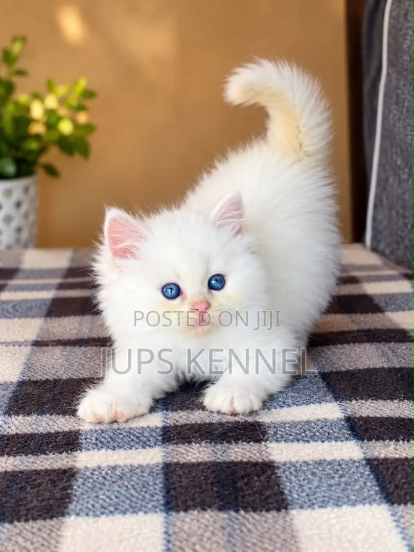 1-3 months Female Purebred Persian