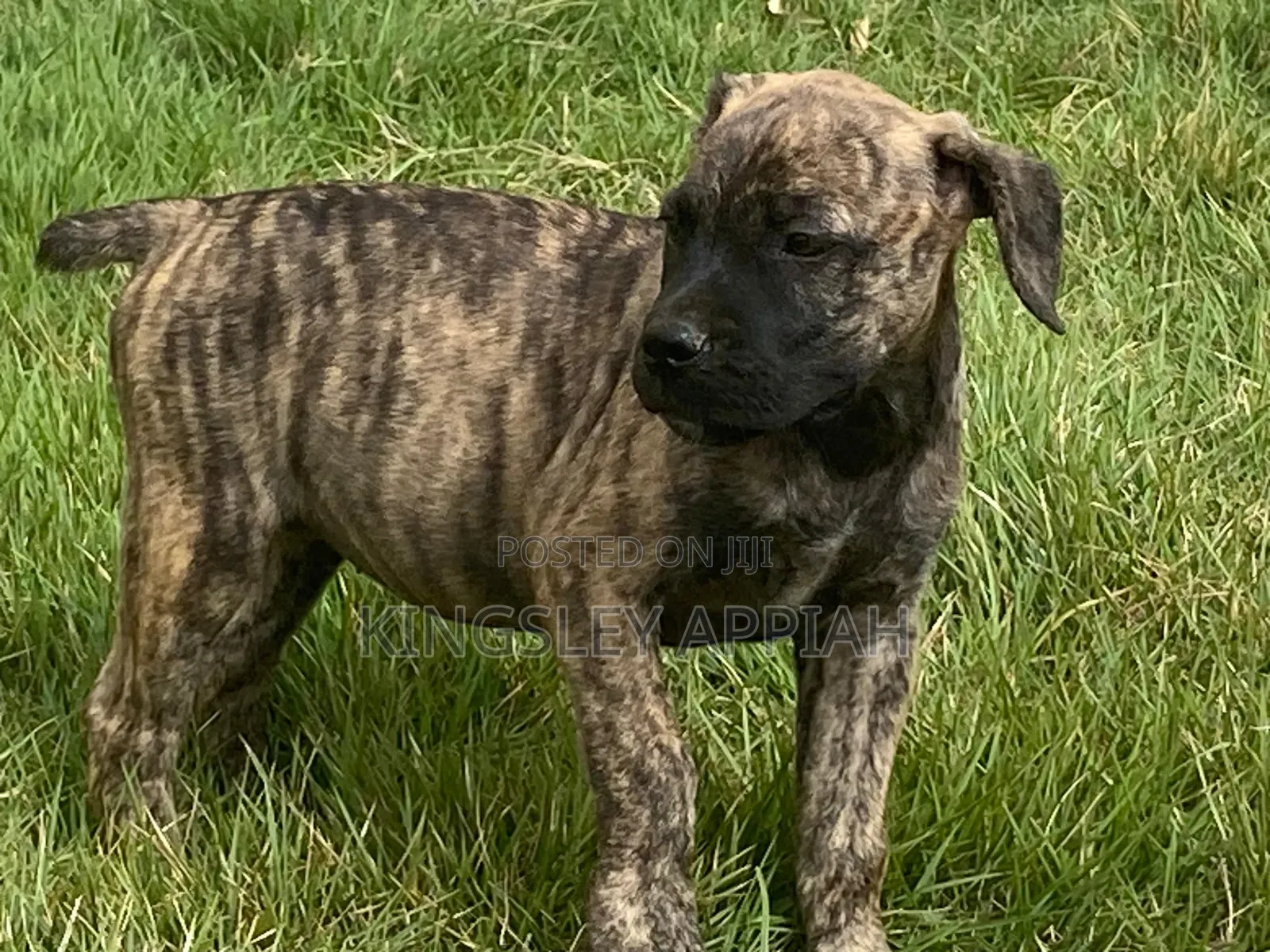1-3 months Female Mixed Breed Boerboel