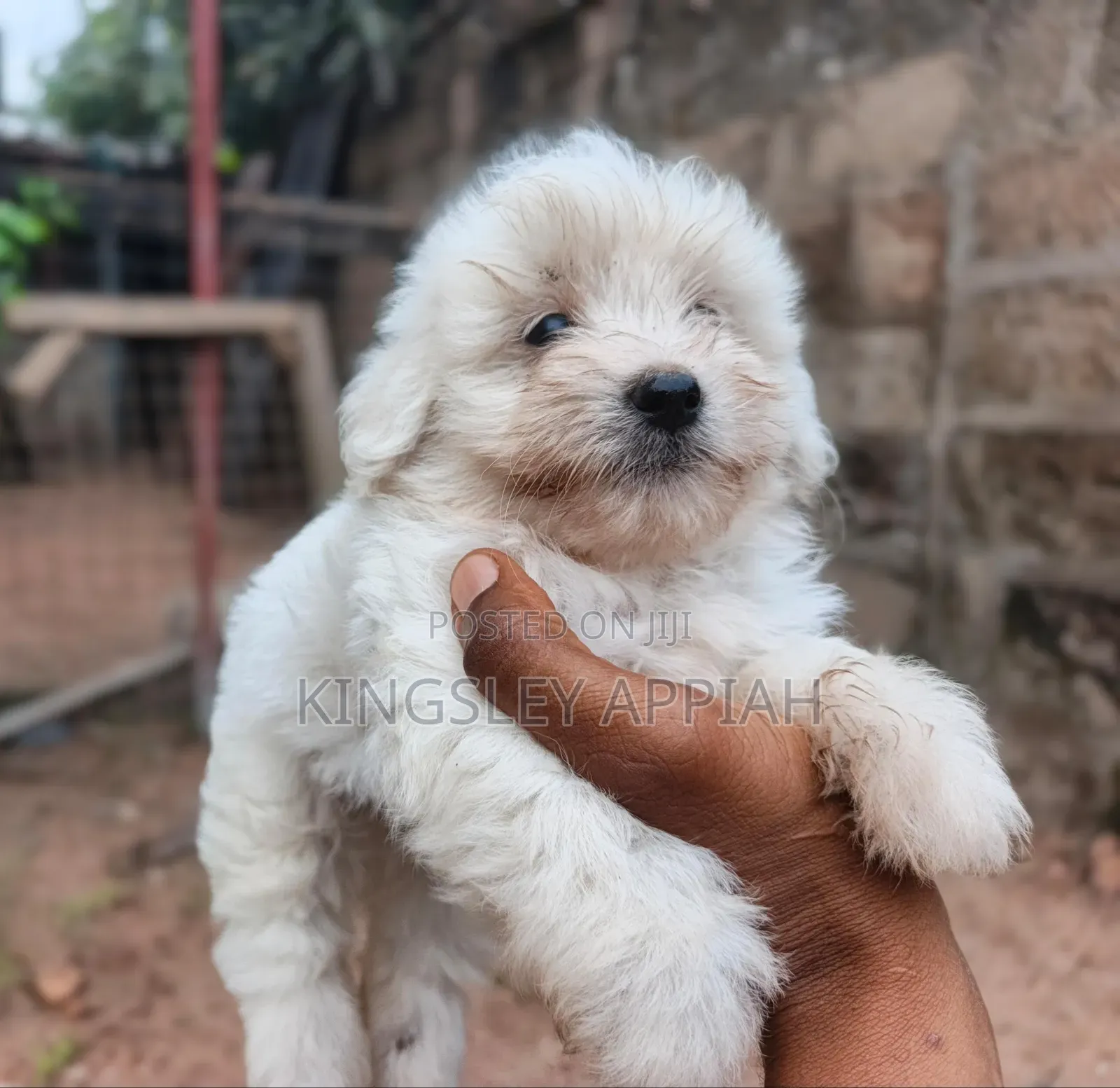 1-3 months Male Purebred Poodle