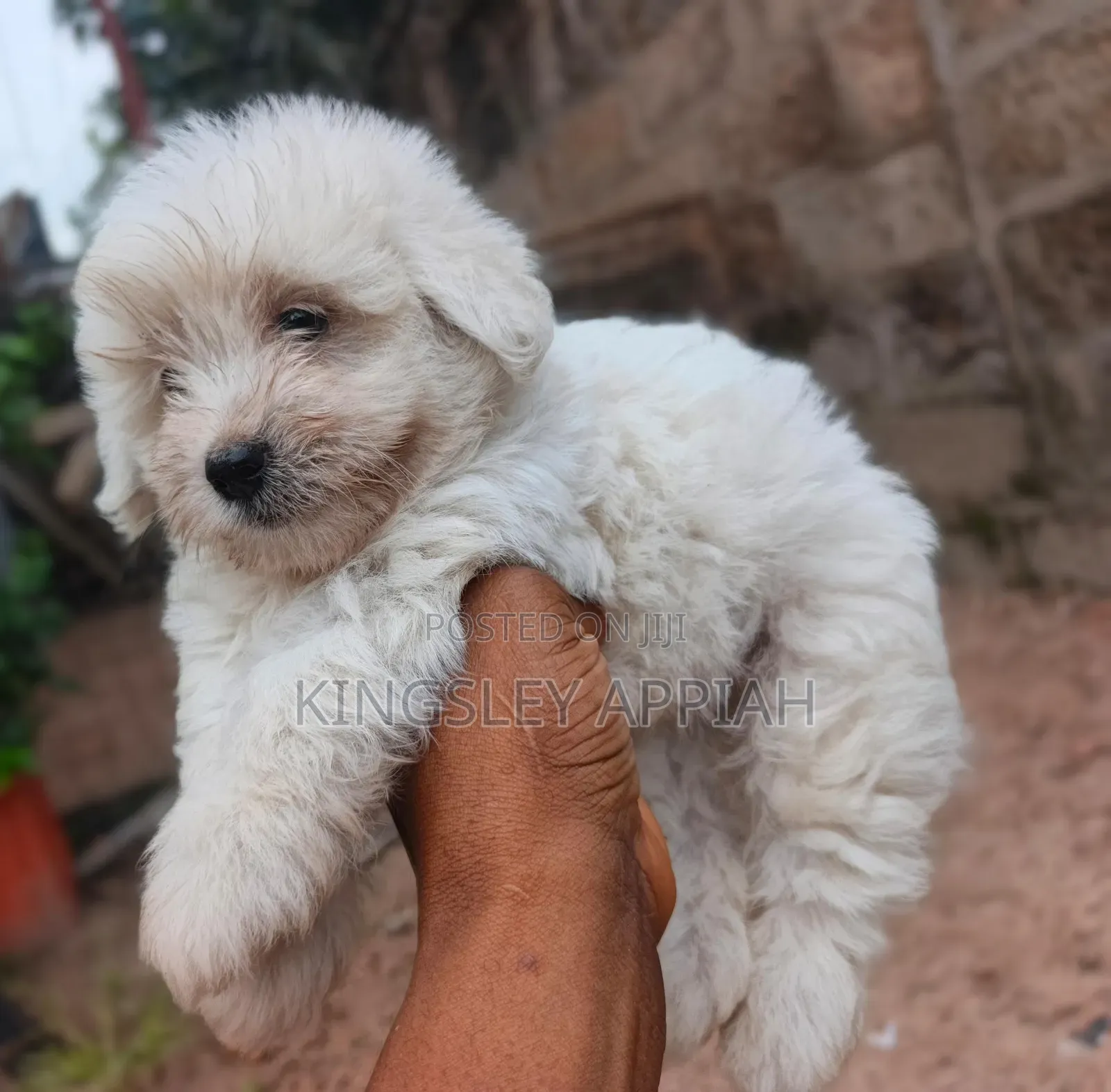 1-3 months Male Purebred Poodle
