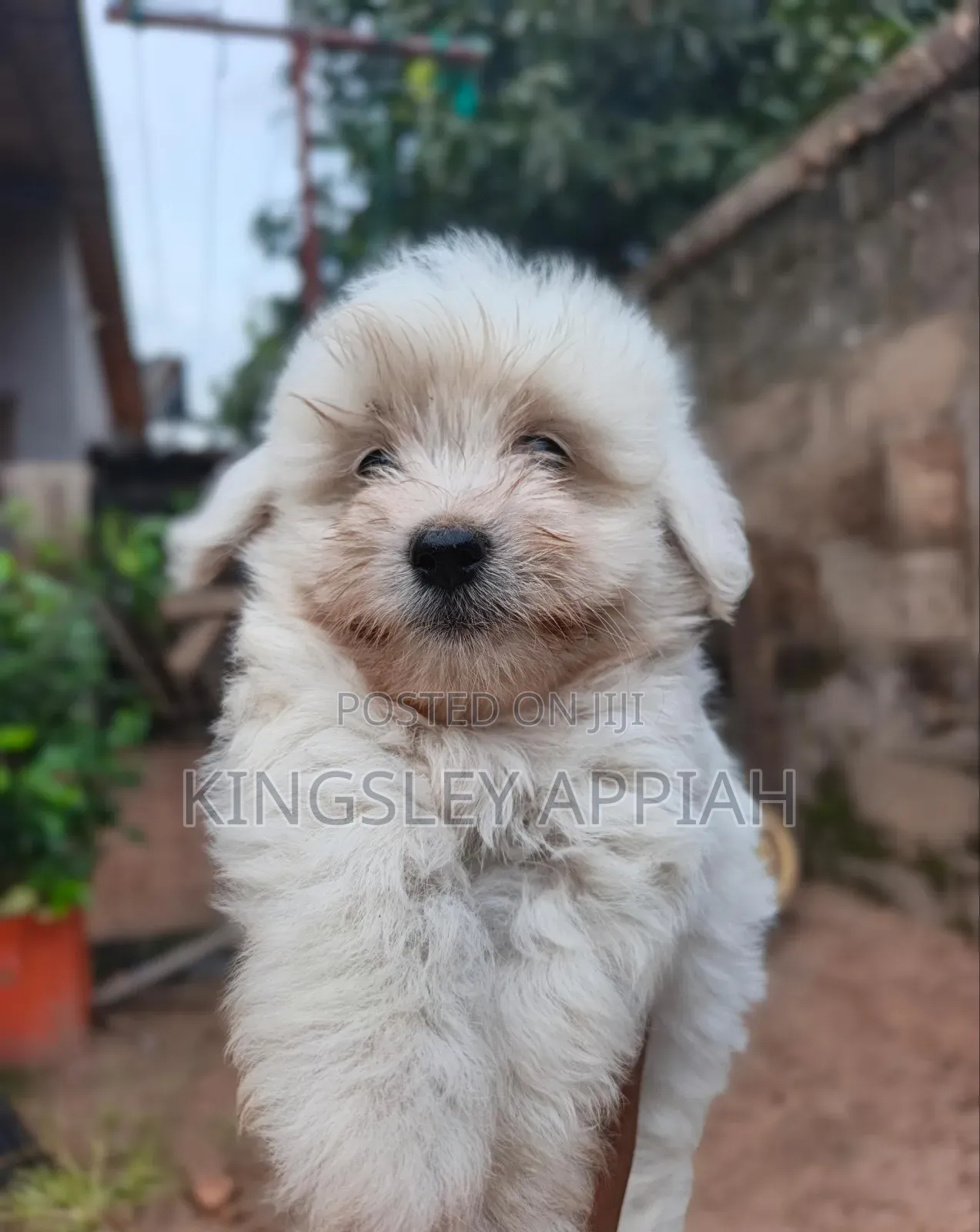 1-3 months Male Purebred Poodle
