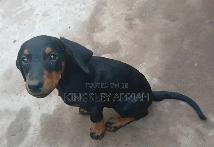 1-3 months Female Purebred Doberman Pinscher