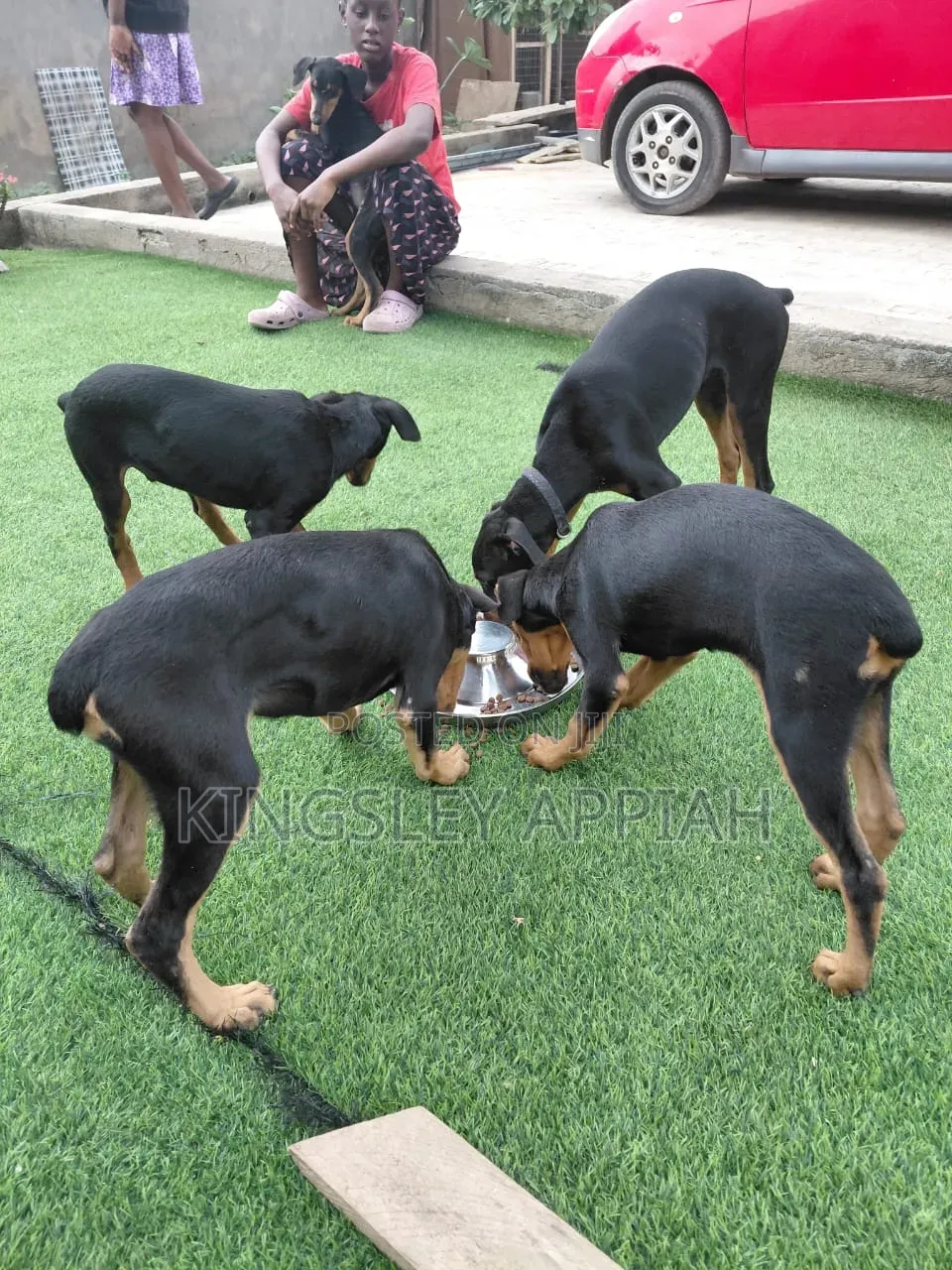 3-6 months Male Purebred Doberman Pinscher