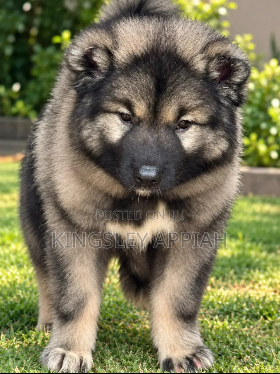 1-3 months Female Purebred Caucasian Shepherd