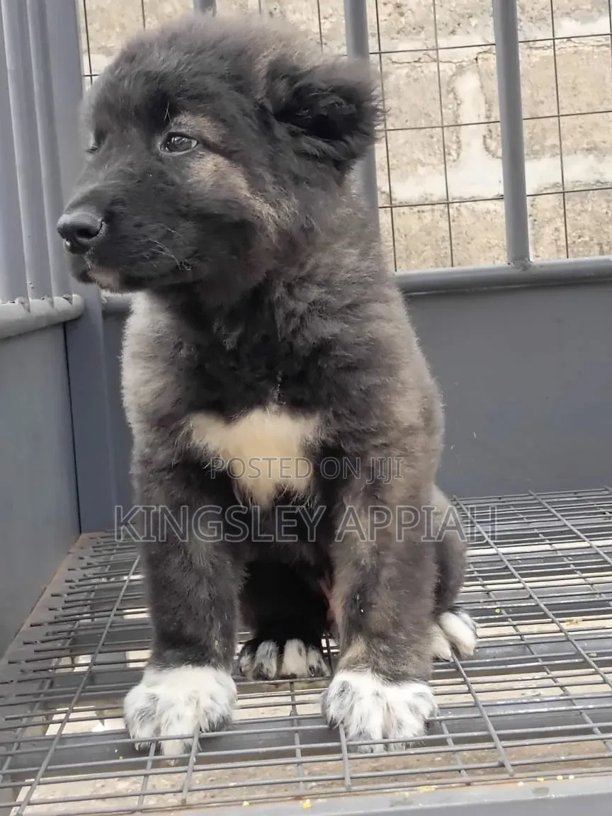 1-3 months Male Purebred Caucasian Shepherd