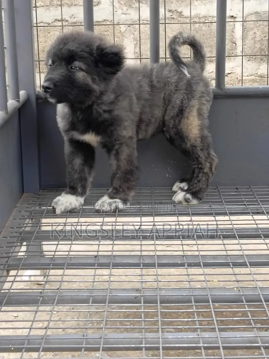 1-3 months Male Purebred Caucasian Shepherd