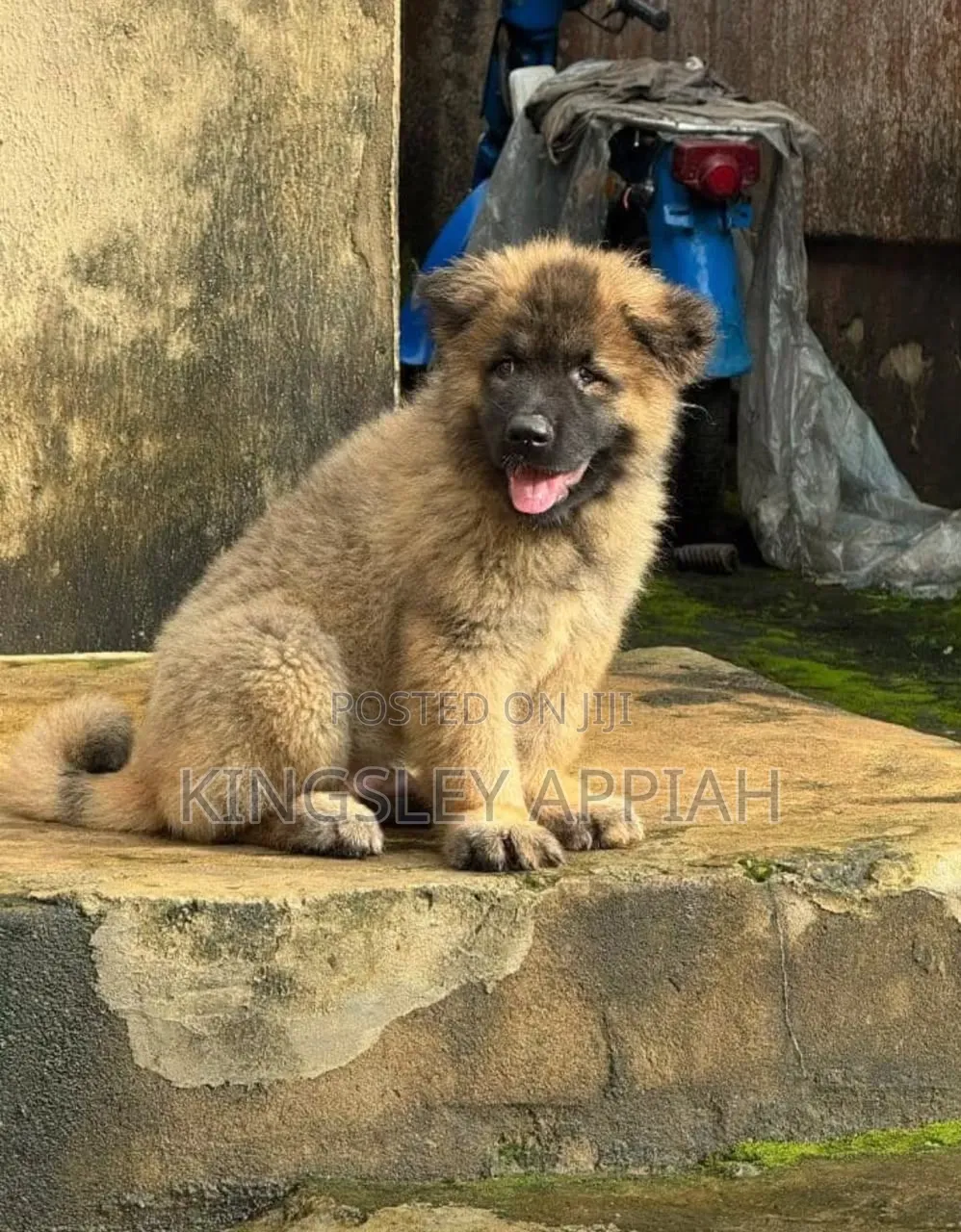 1-3 months Male Purebred Caucasian Shepherd