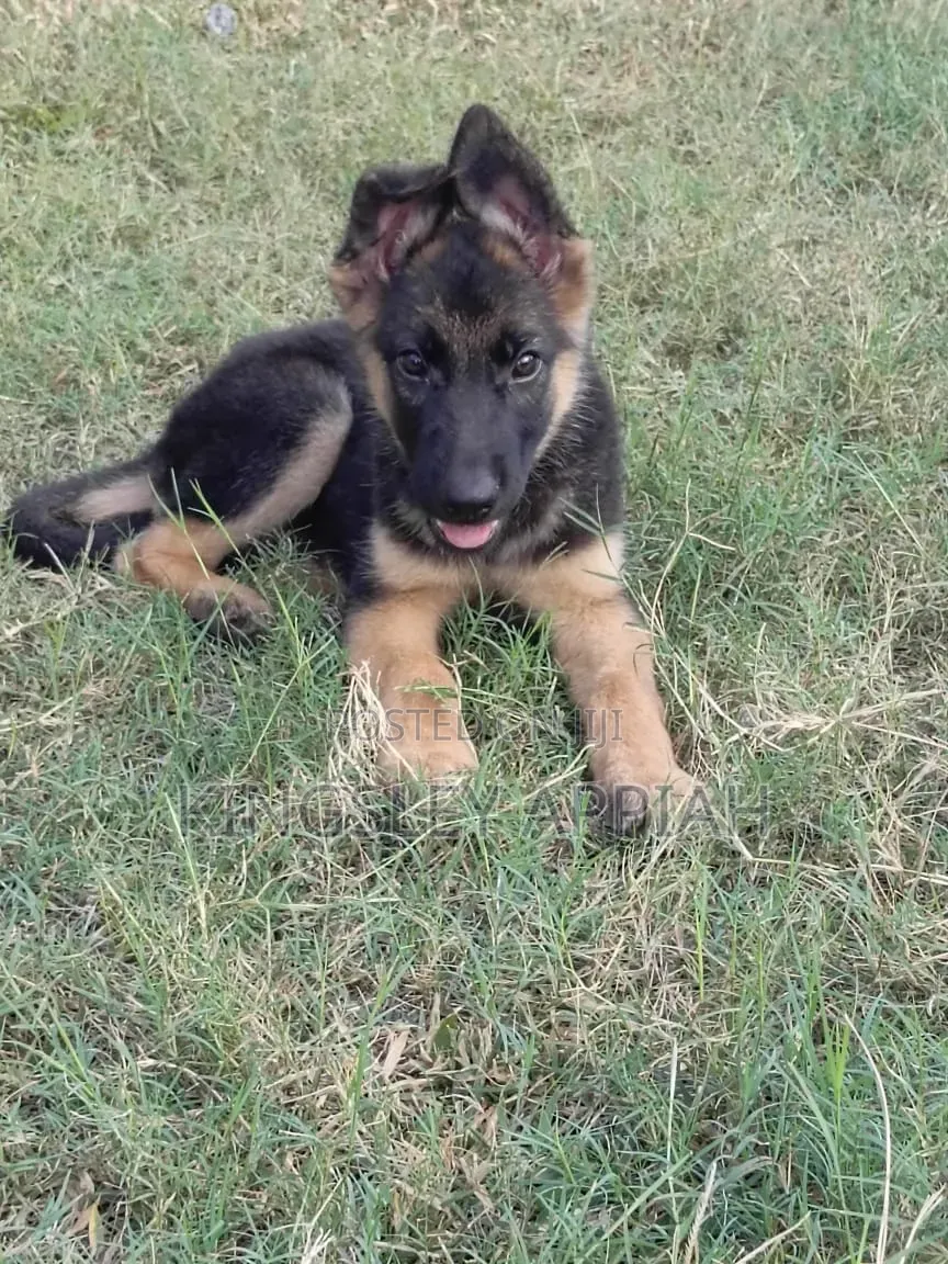1-3 months Male Purebred German Shepherd