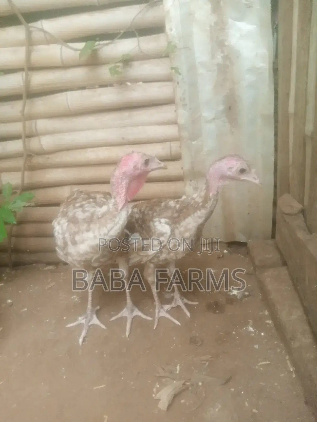 Bourbon Red Turkeys