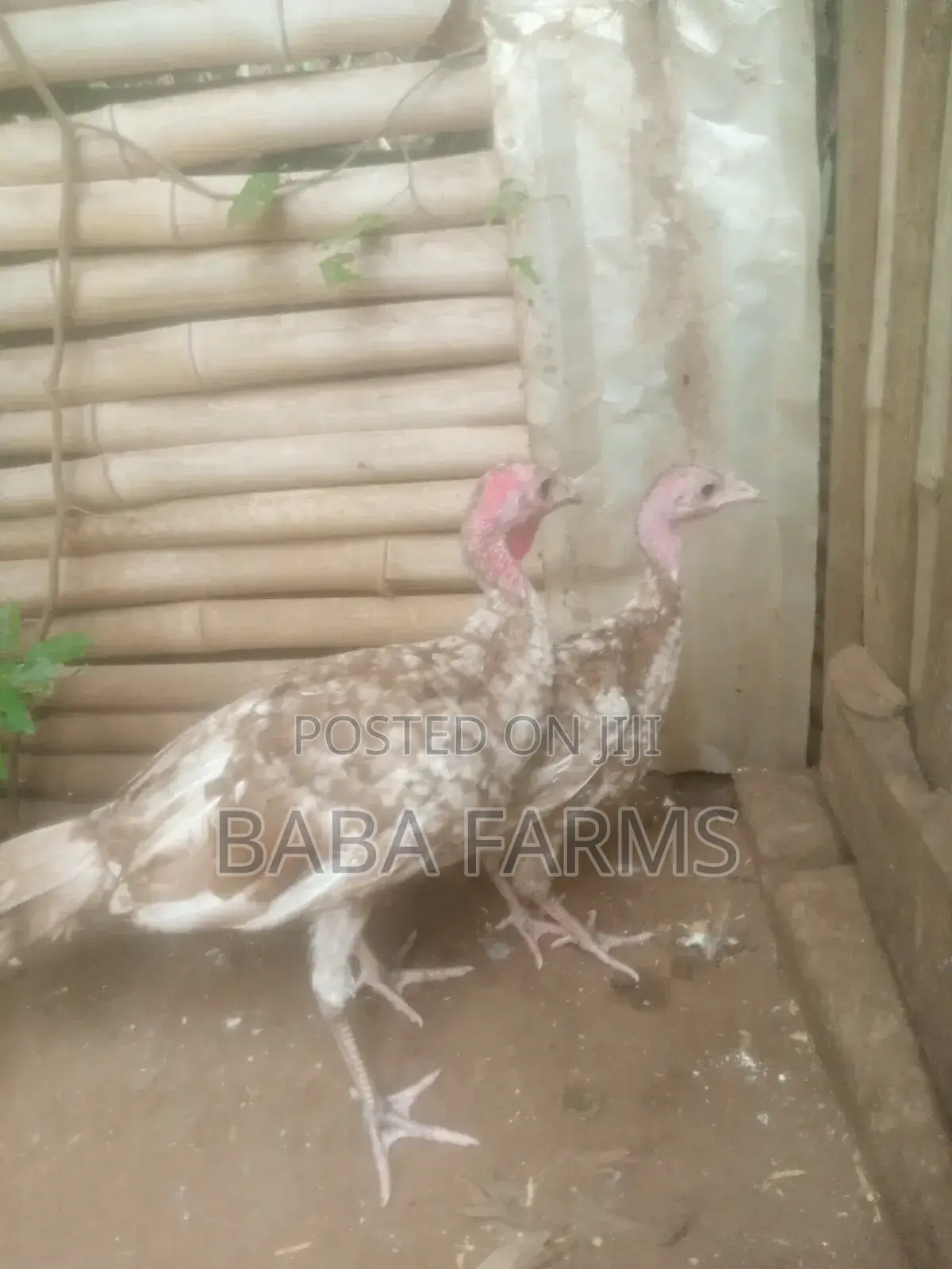 Bourbon Red Turkeys