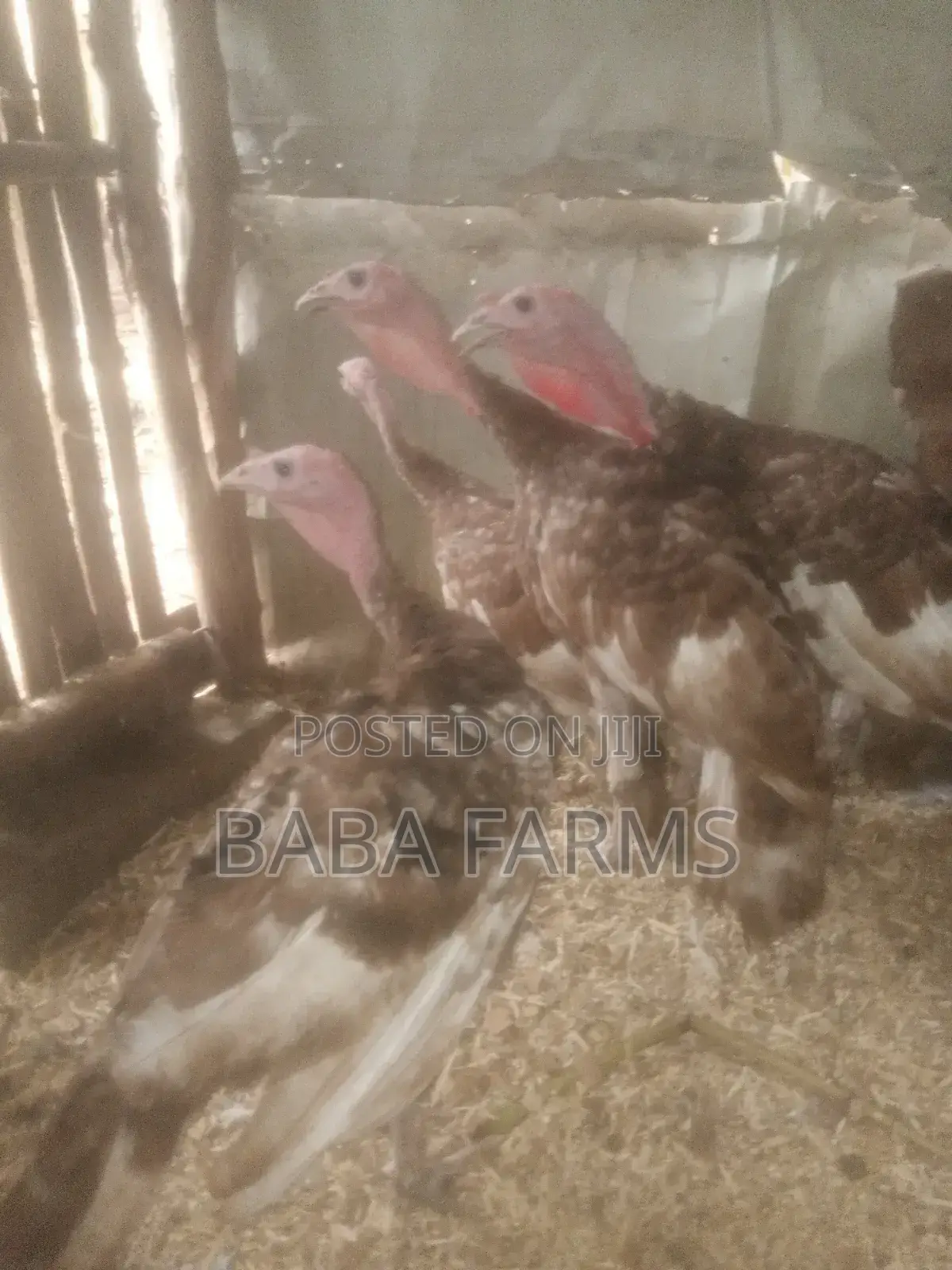 Bourbon Red or Brown Turkeys