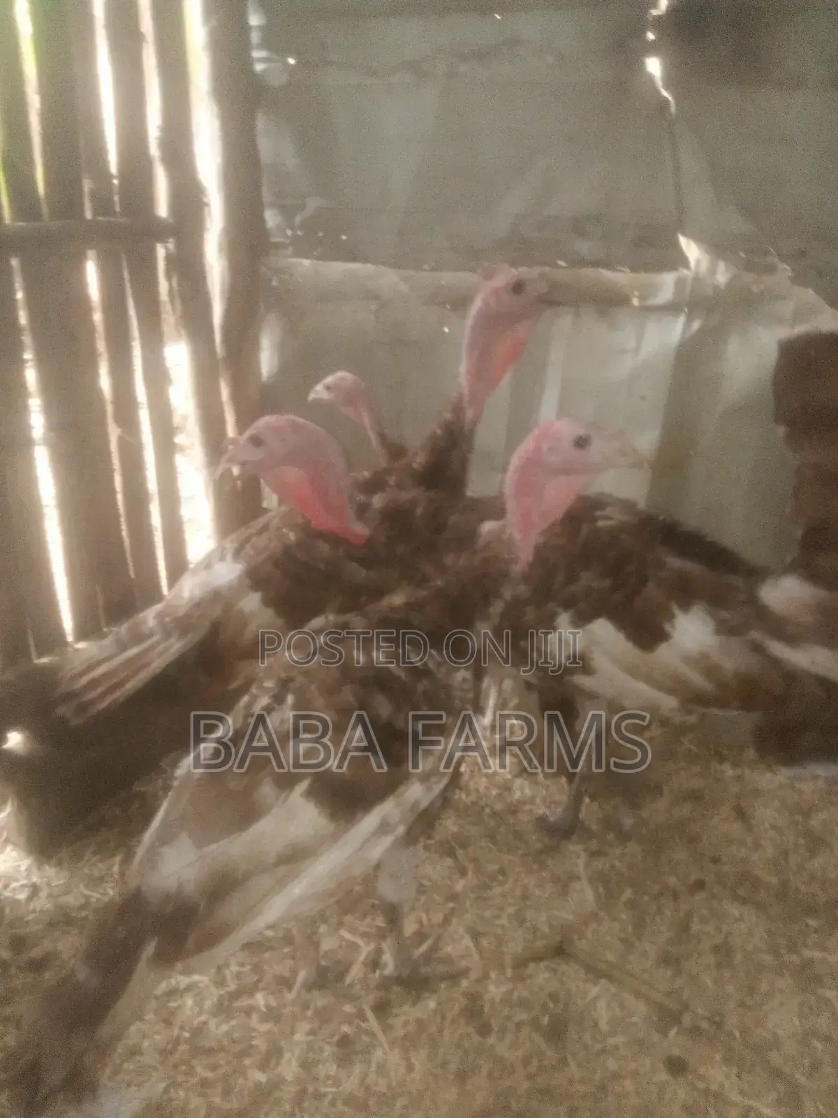 Bourbon Red or Brown Turkeys