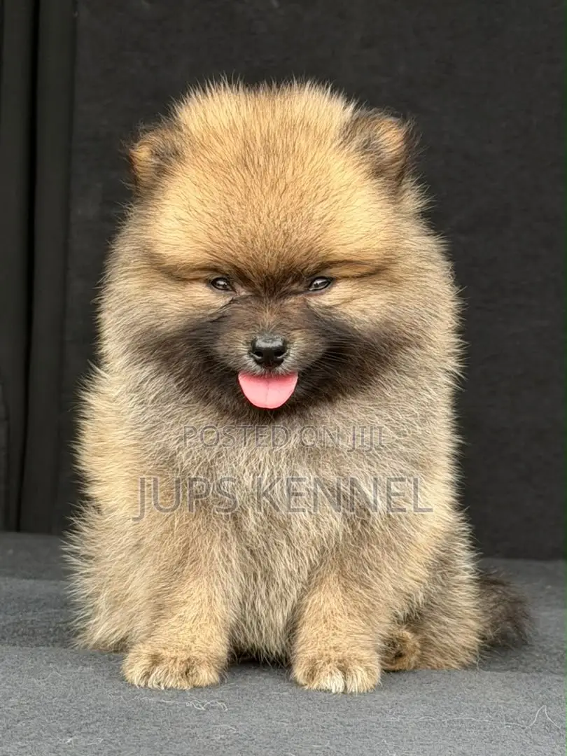 1-3 months Male Purebred Pomeranian