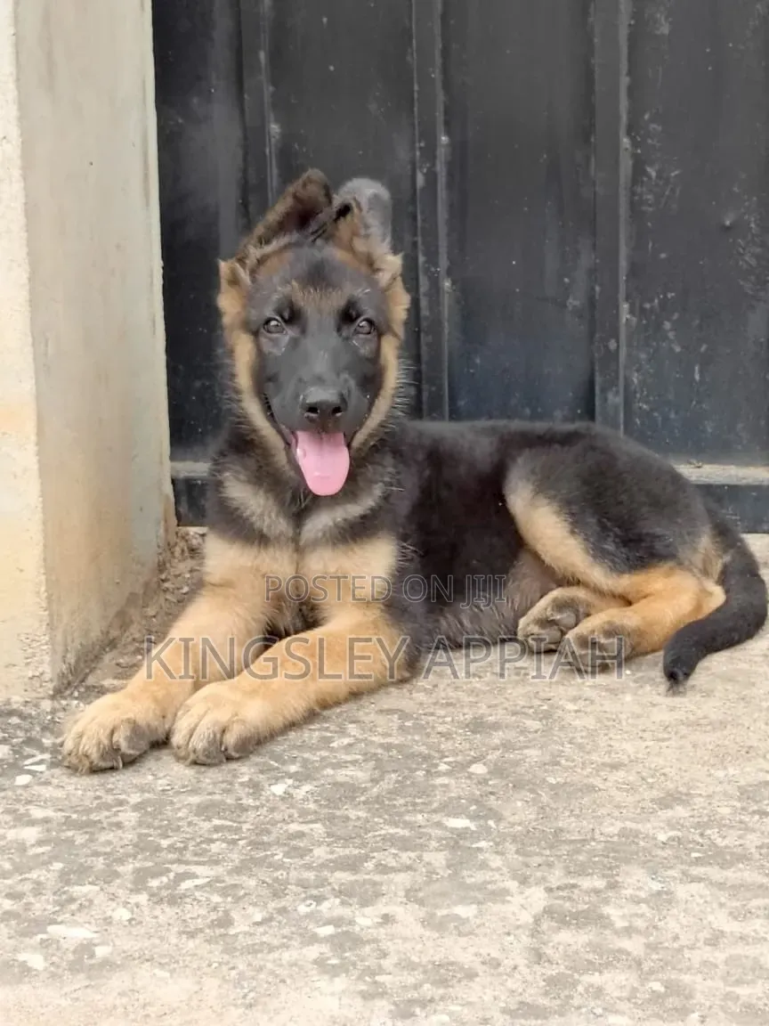 3-6 months Male Purebred German Shepherd