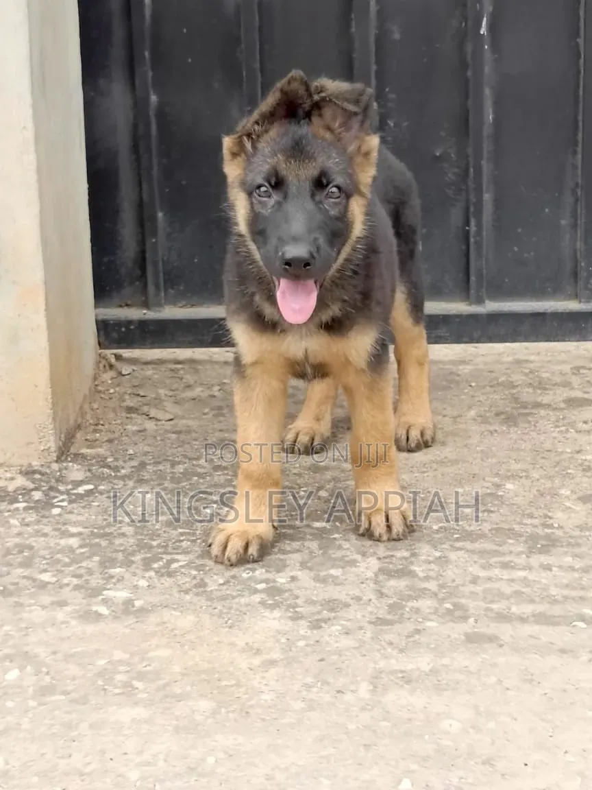 3-6 months Male Purebred German Shepherd