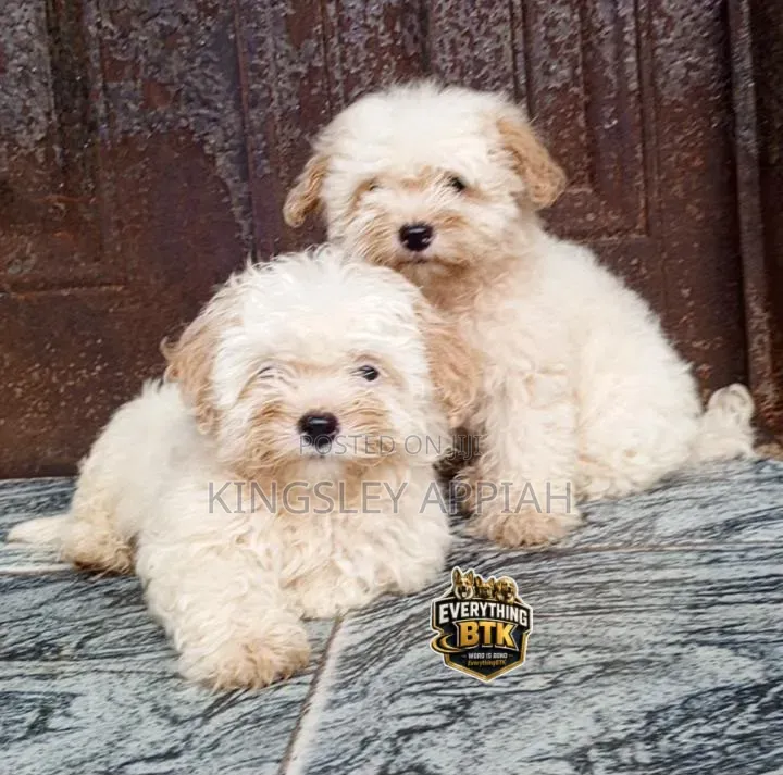 1-3 months Female Purebred Poodle