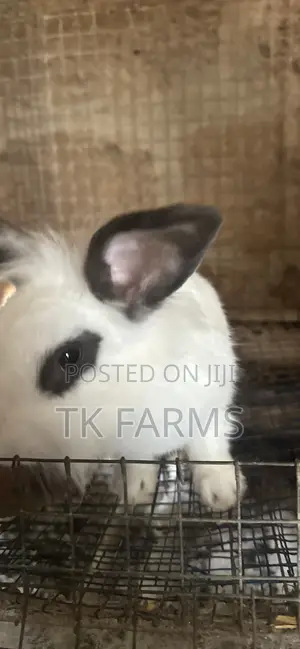 Lionhead Male Rabbits