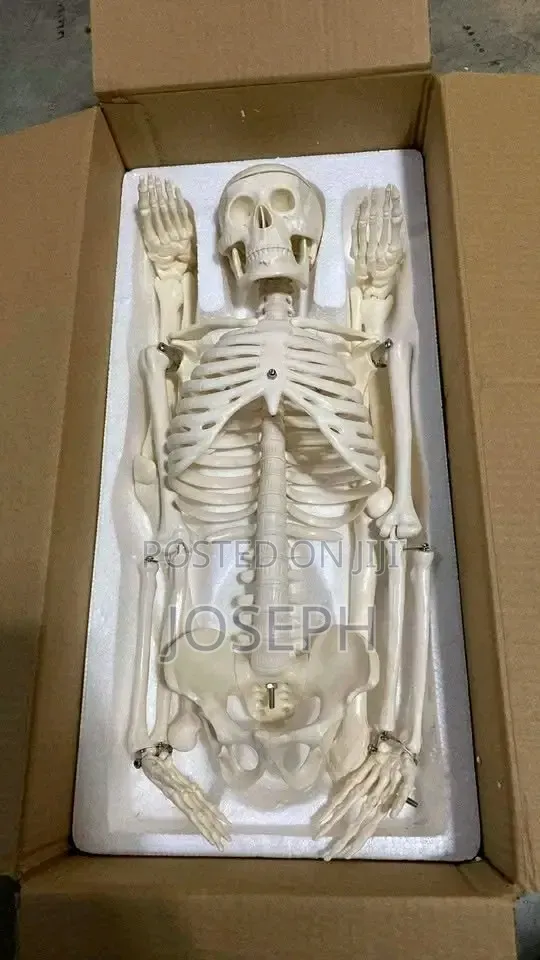 Skeleton for Laboratory Study