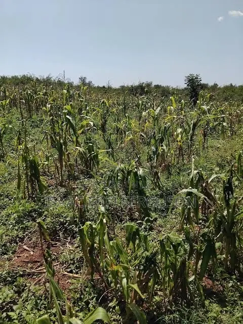 Farmland at Gomoa Odumase Forsale