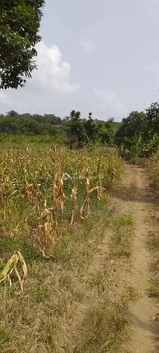 Farmland at Gomoa Odumase Forsale