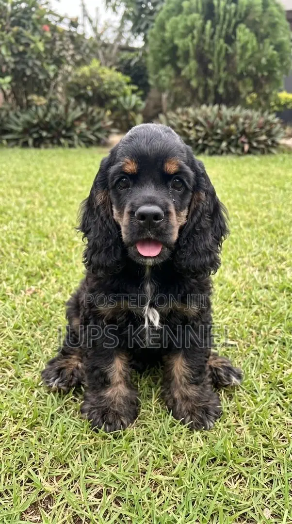 1-3 months Female Purebred Cocker Spaniel