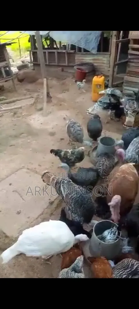 6 Weeks Hybrid Turkey Poults for Sale