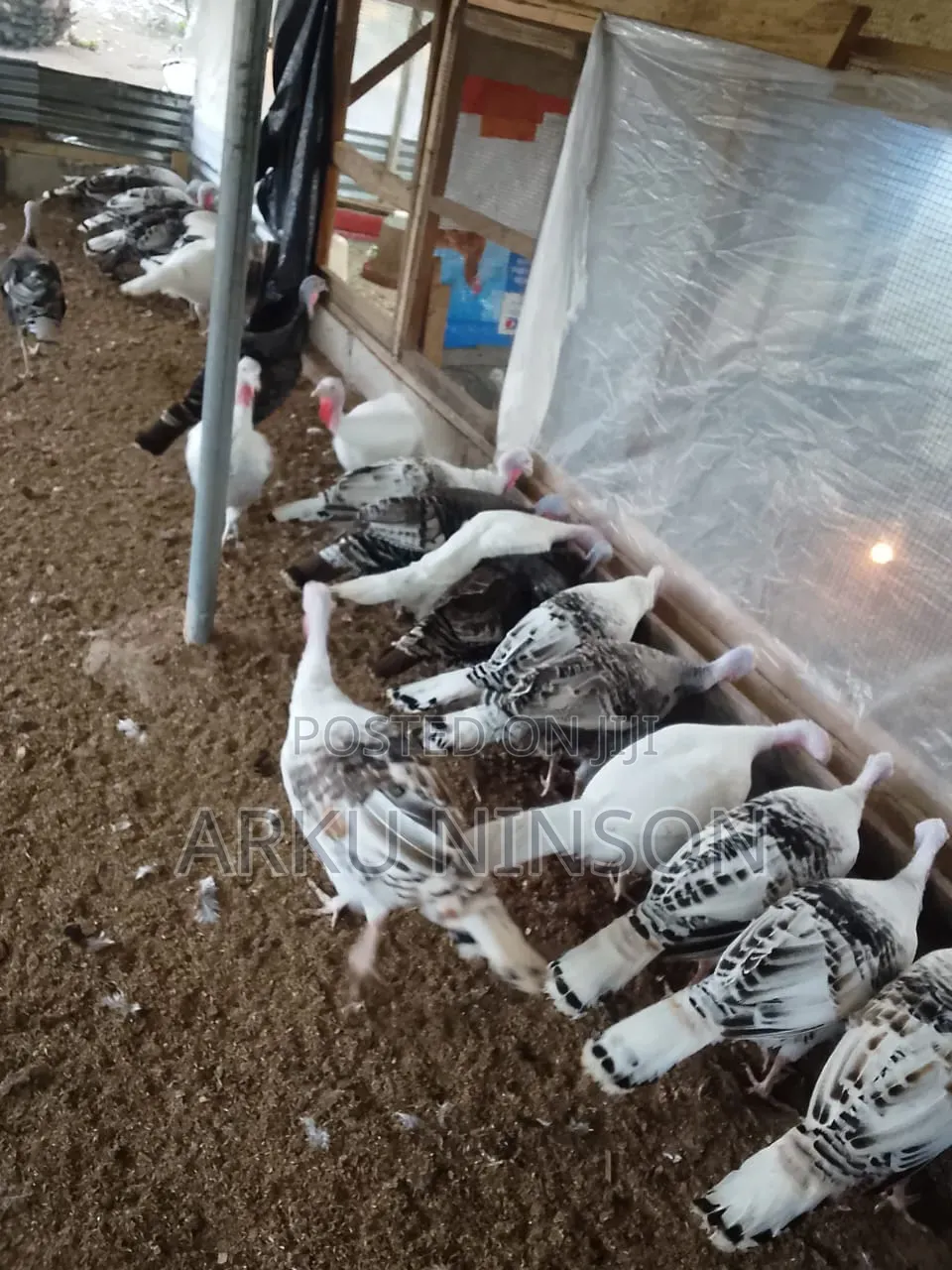 6 Weeks Hybrid Turkey Poults for Sale