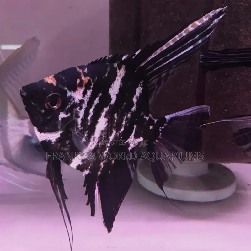 Marble Angel Fish