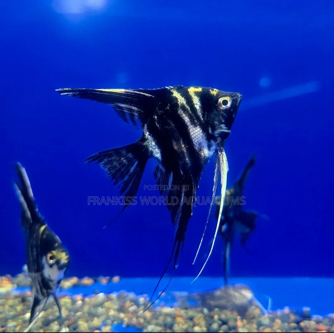 Marble Angel Fish