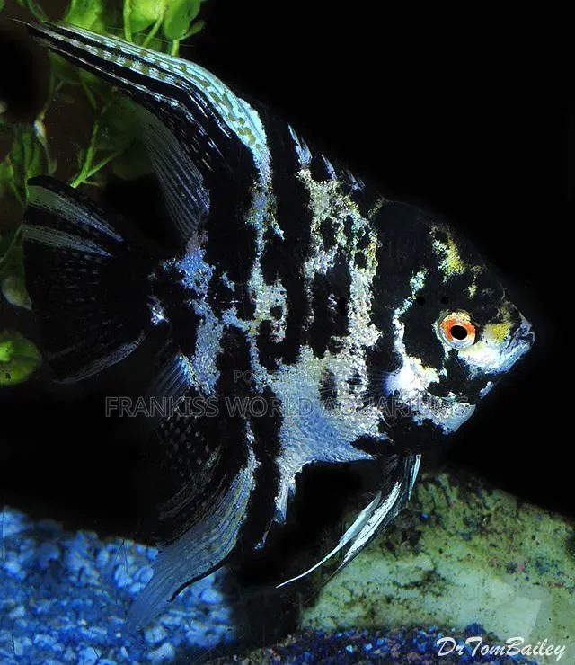 Marble Angel Fish