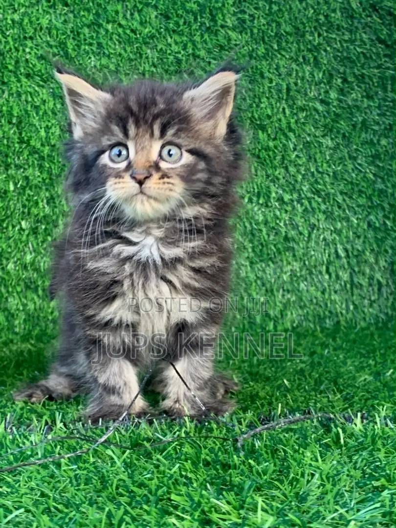 1-3 months Female Purebred Maine Coon