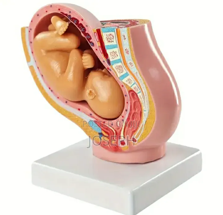 Womb Anatomy 16cm Height