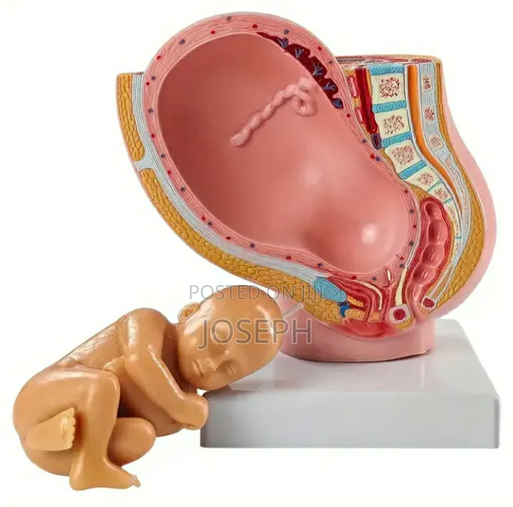 Womb Anatomy 16cm Height