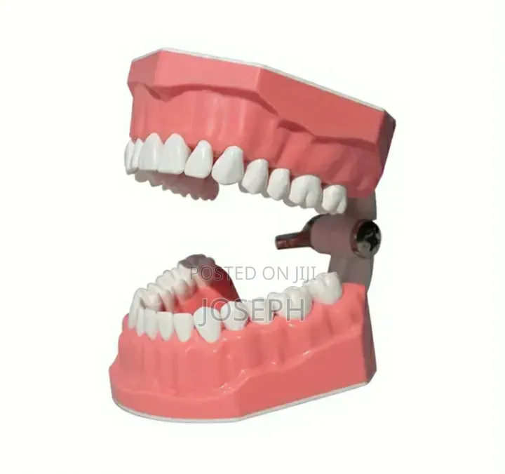 Dental Teeth Anatomy