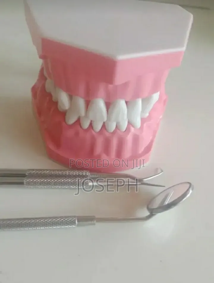 Dental Teeth Anatomy