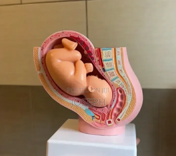 Womb Anatomy 16cm Height