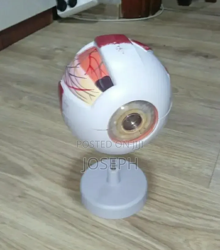 Human Eye Anatomy