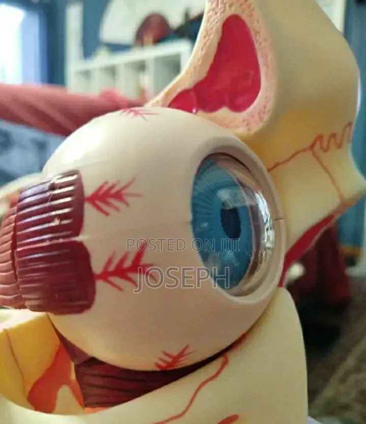 Human Eye Anatomy