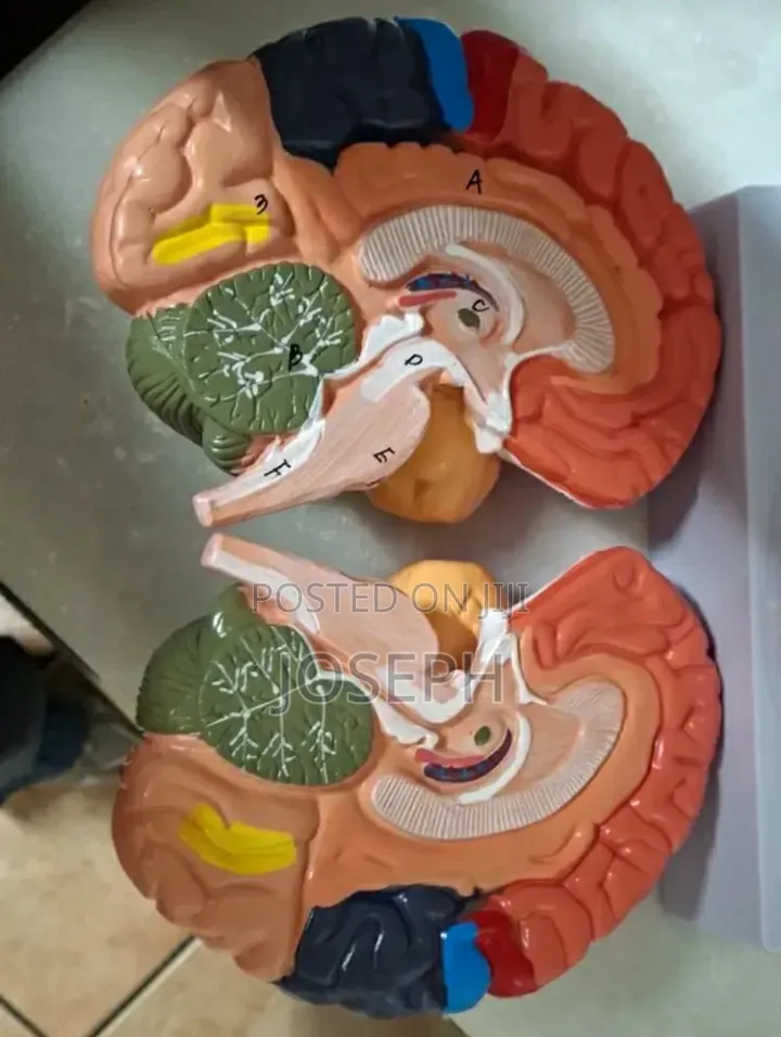 Full Brain Anatomy