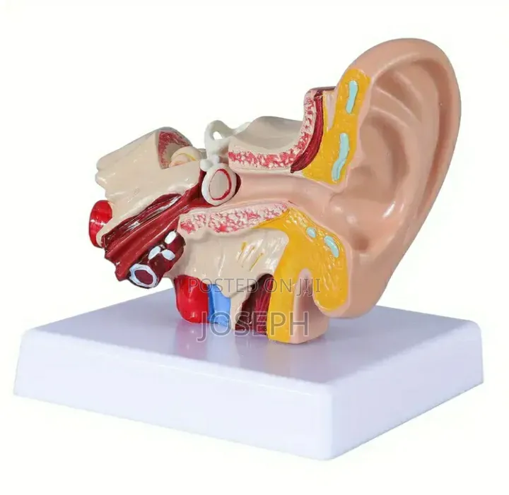 Human Ear Anatomy