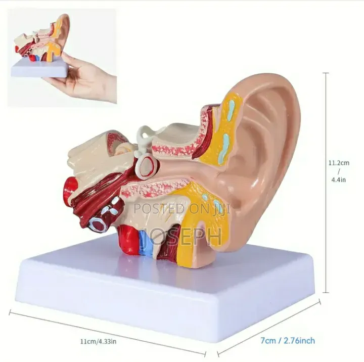 Human Ear Anatomy